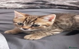 British Shorthair cats for sale: Luna’s Litter 🩶 - Image 23