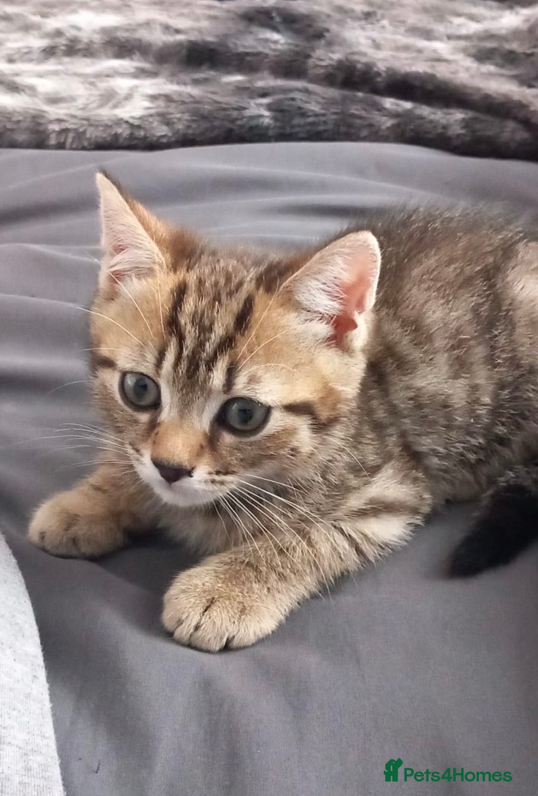 British Shorthair cats for sale: Luna’s Litter 🩶 - Image 23
