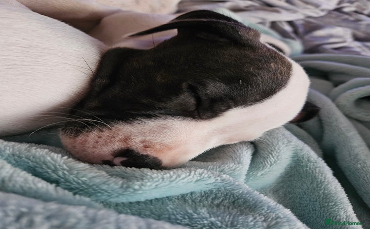 Staffordshire Bull Terrier dogs - Advert 15