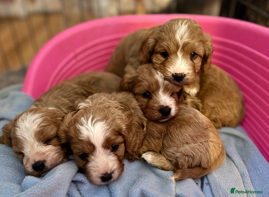 Cavapoo dogs for sale: Premium DNA Health Tested F1 Cavapoo Puppies - Advert 2