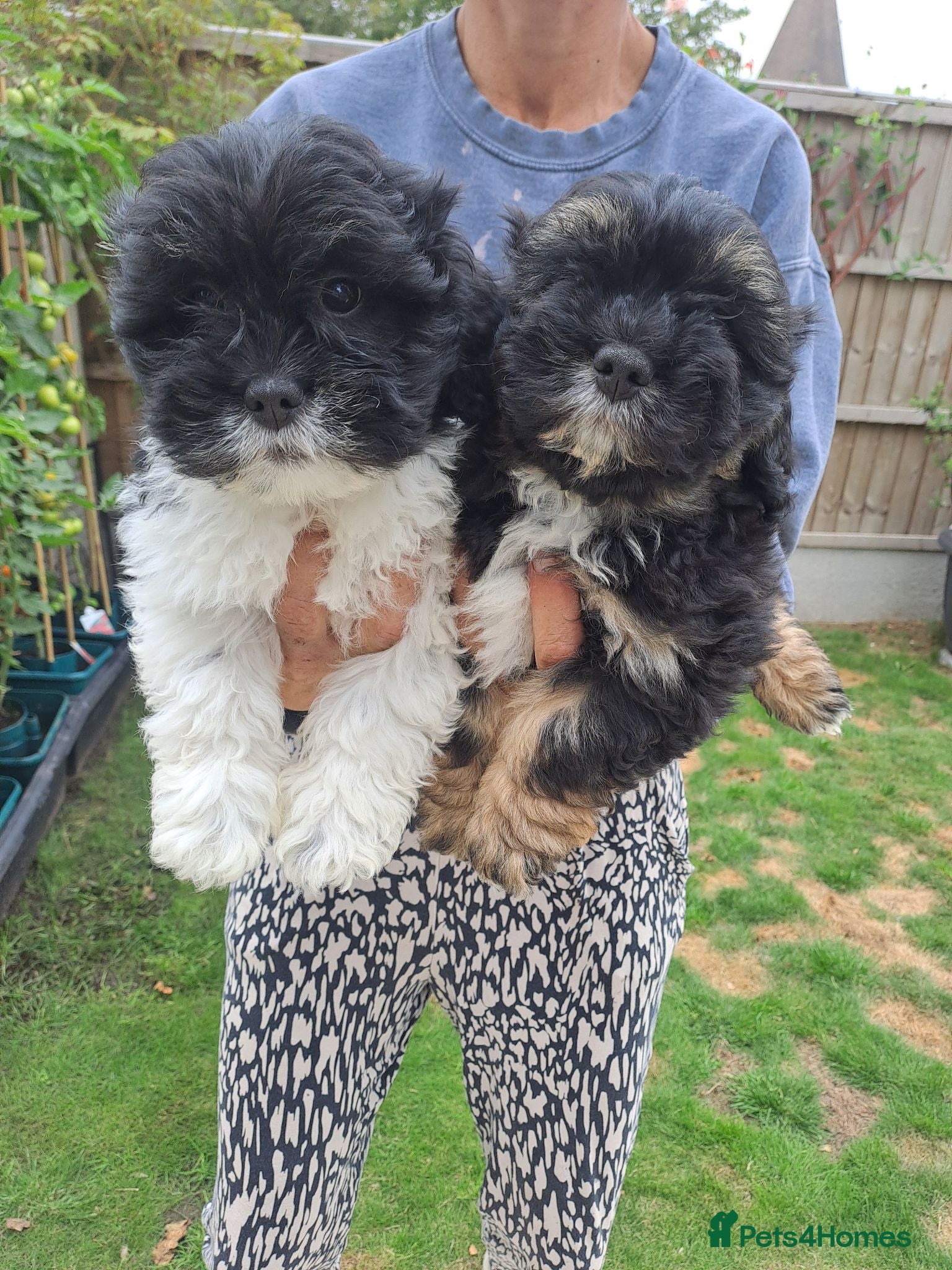 Lhasapoo dogs Lhasapoo Puppies  - Advert 1