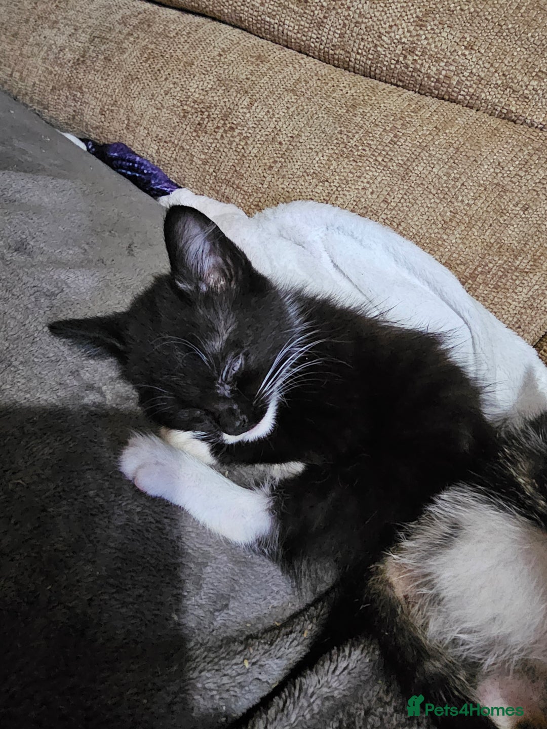 Mixed Breed cats for sale: Adorable kittens for sale - Advert 15