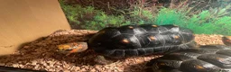 Tortoise reptiles for sale: 2 x red footed tortoises in Basildon - Advert 3