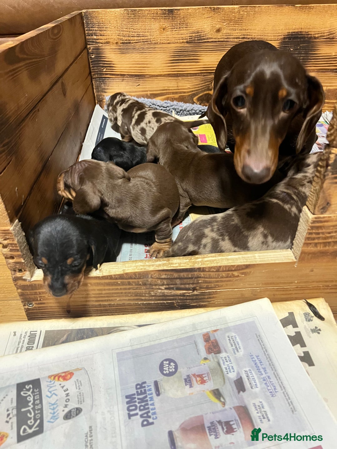 Miniature Dachshund dogs for sale: sweet mini dachshund babies - Advert 10