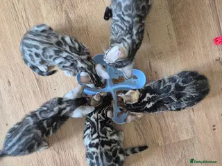 Bengal cats Champion Bloodline TICA Bengal Kittens - Advert 1