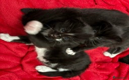 Bombay cats for sale: Kittens for sale  - Image 9