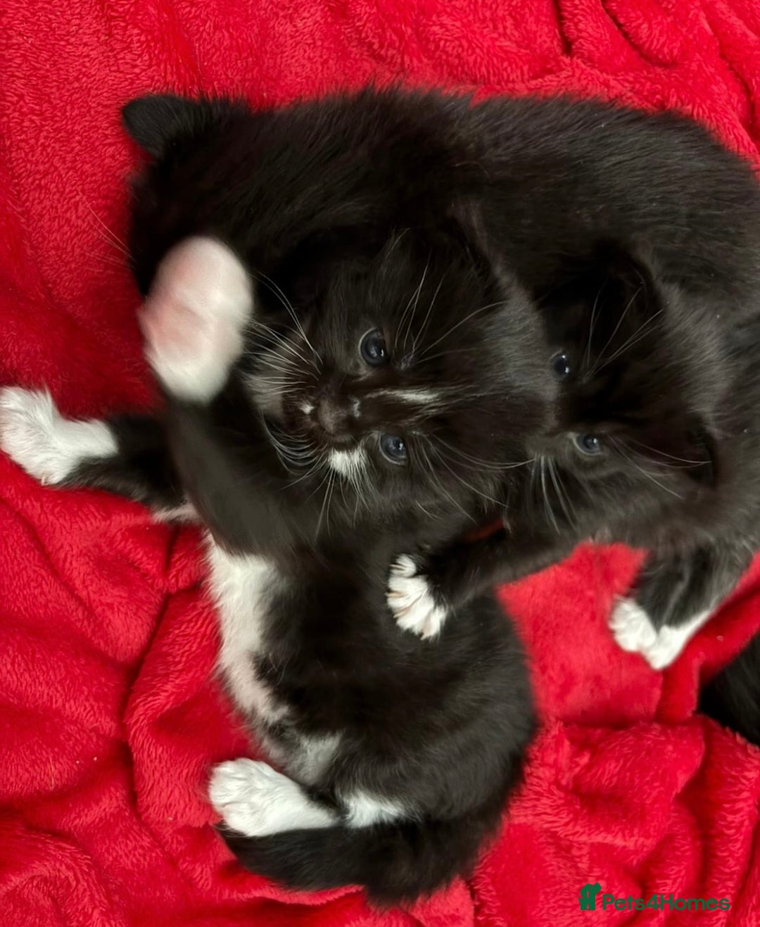Bombay cats for sale: Kittens for sale  - Image 9