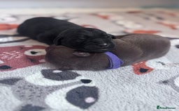 Labrador Retriever dogs for sale: Beautiful pedigree labrador puppies  - Image 27