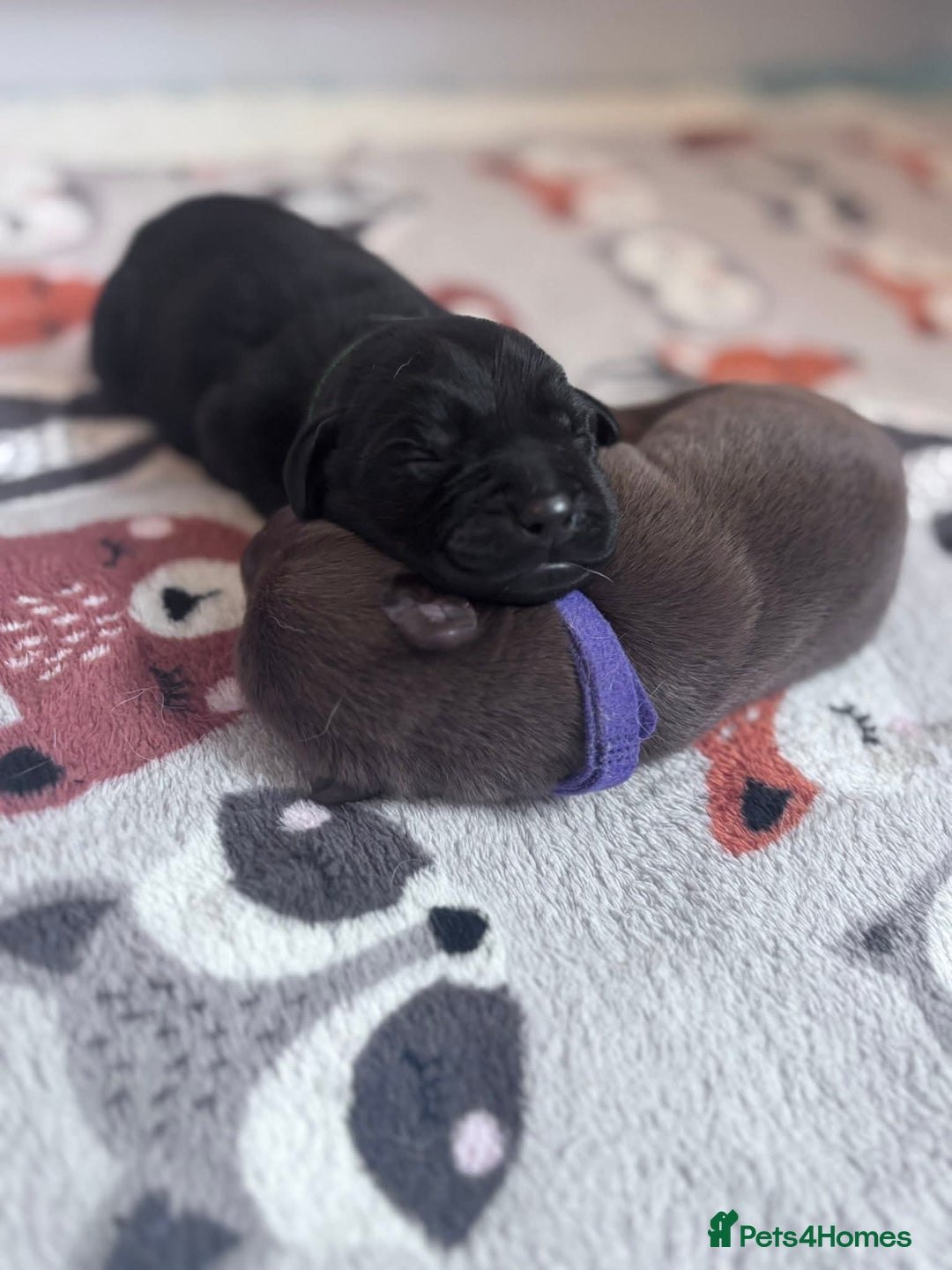 Labrador Retriever dogs for sale: Beautiful pedigree labrador puppies  - Image 27