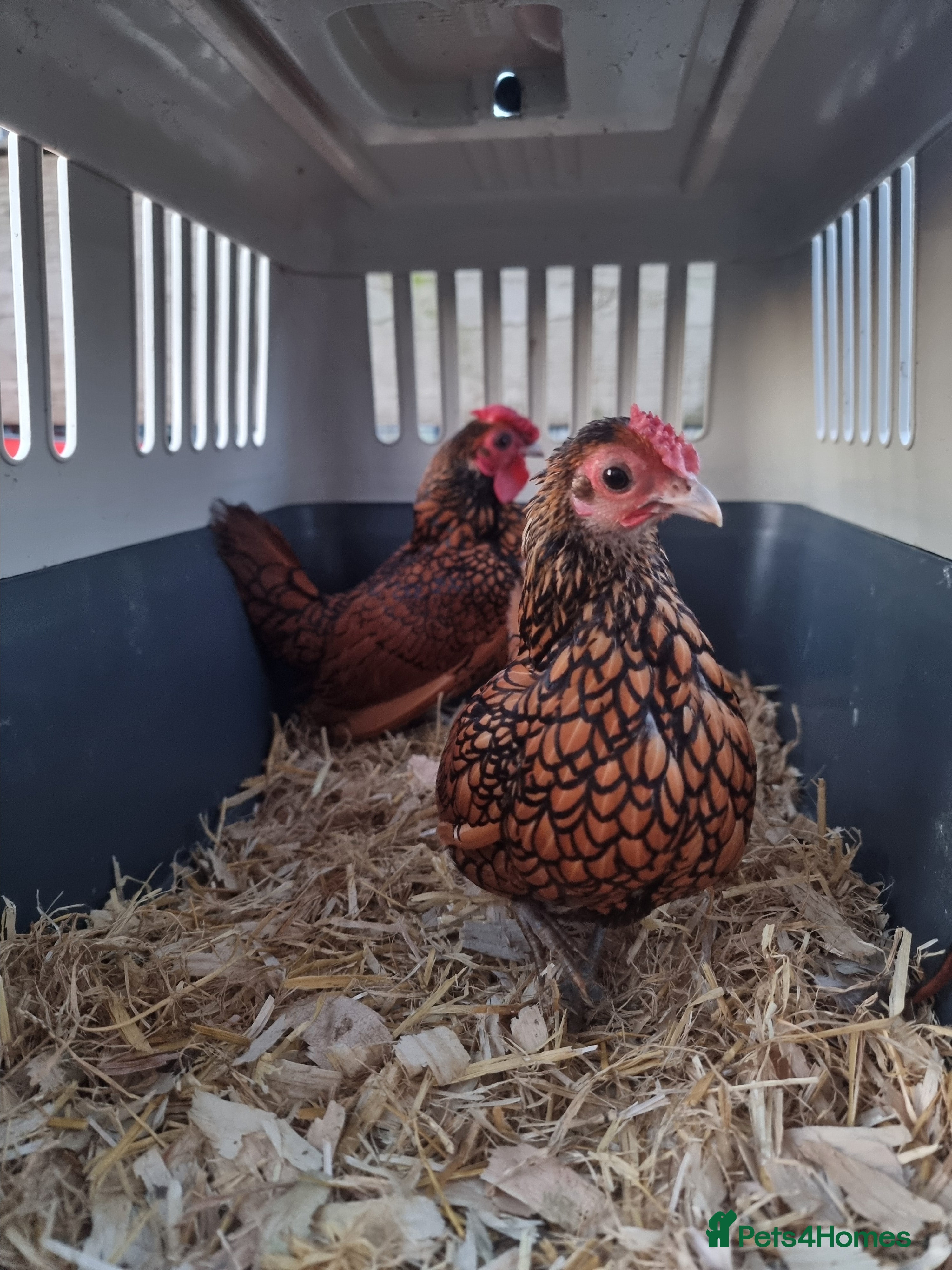 Chickens poultry Sebrights - Advert 1