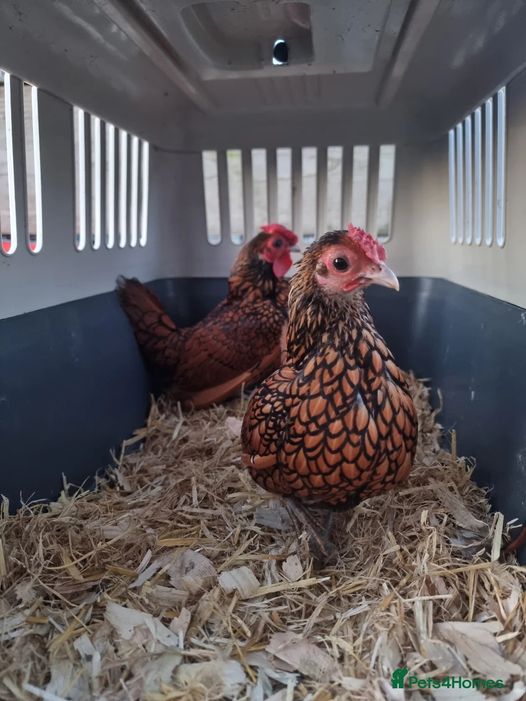 Chickens poultry for sale: Sebrights - Advert 1
