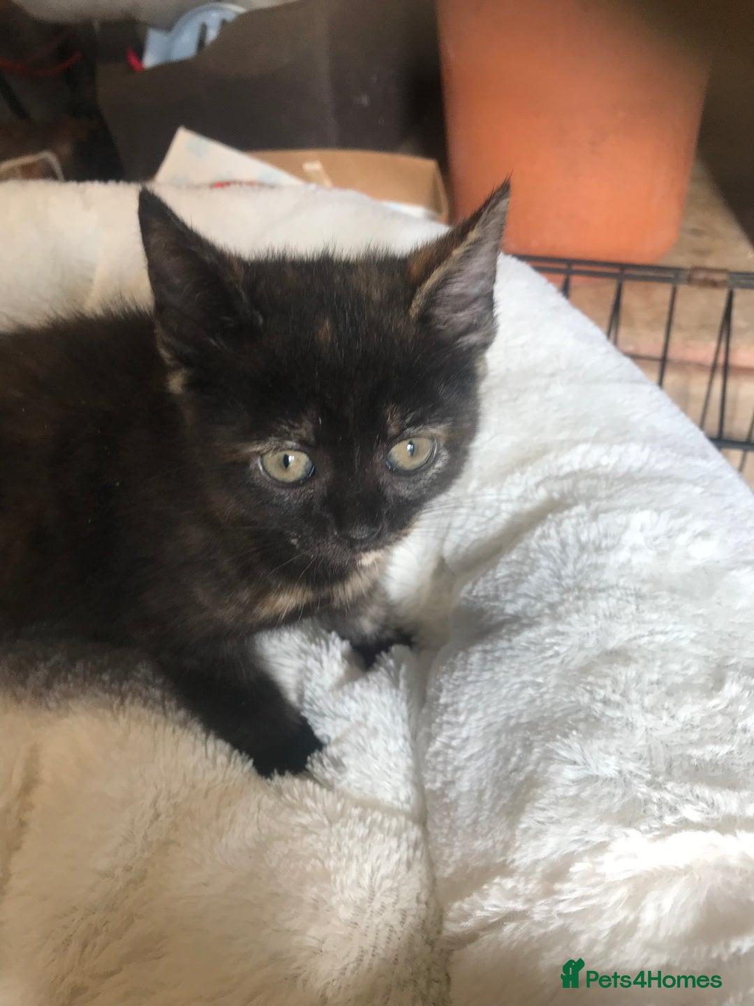 British Shorthair cats for sale: Last little girl kitten left - Image 2