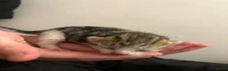 Domestic Shorthair cats for sale: 4 beautiful domestic shorthair kittens available💕 - Advert 7