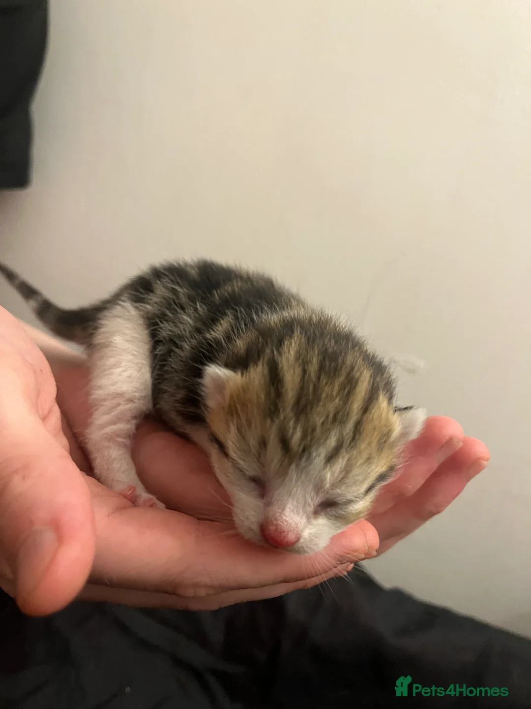 Domestic Shorthair cats for sale: 4 beautiful domestic shorthair kittens available💕 - Advert 7