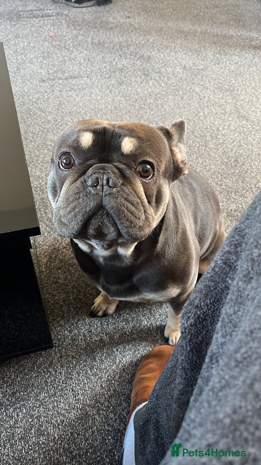 French Bulldog dogs for sale: Blue French Bulldog – Experienced, Adult-Only Home - Advert 1