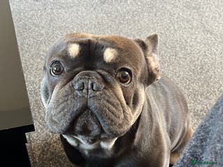 French Bulldog dogs Blue French Bulldog – Experienced, Adult-Only Home - Advert 1