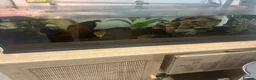Turtle reptiles for sale: 2 x razorback musk turtles in Frinton-on-Sea - Advert 3