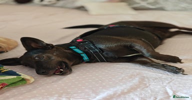 Mixed Breed dogs 💖🐶 BUNIA 🐶💖 - Advert 3