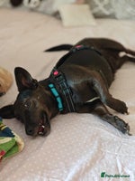 Mixed Breed dogs 💖🐶 BUNIA 🐶💖 - Advert 13