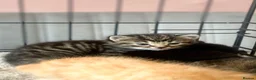 Mixed Breed cats for sale: 6 kittens mixed litter - Advert 18