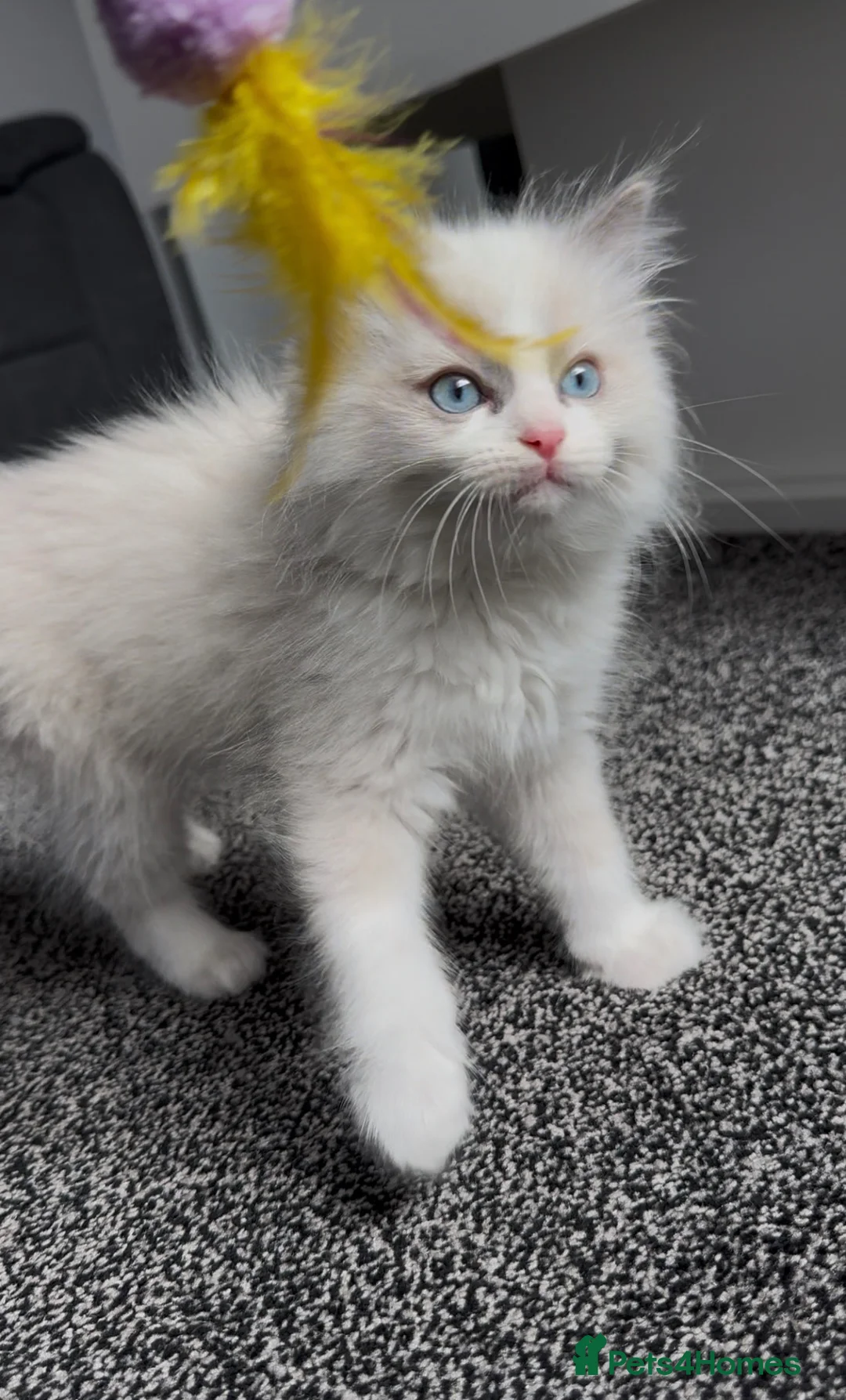 Ragdoll cats for sale: Panko the ragdoll - Advert 2