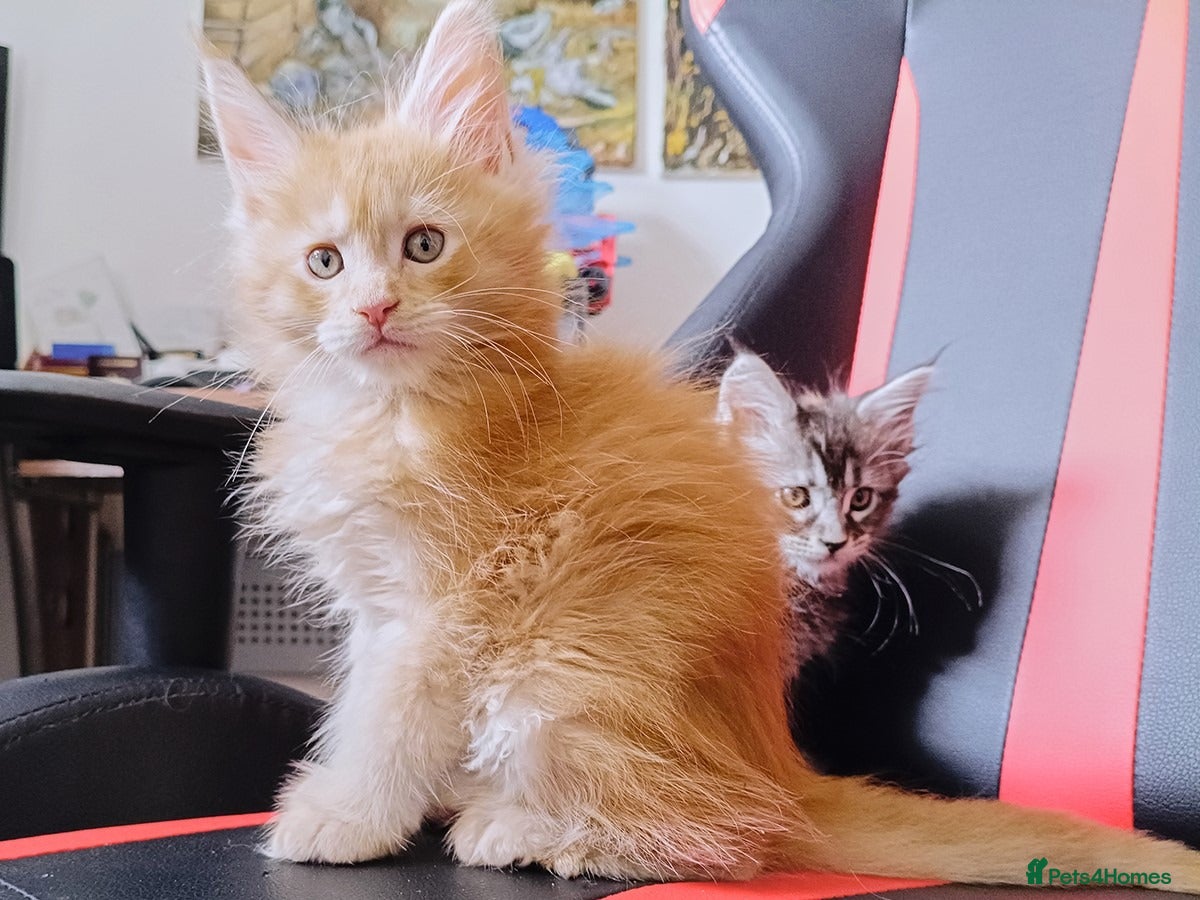 Maine Coon cats 1 boy left, XXL Maine coon kitten,DNA health test  - Advert 9