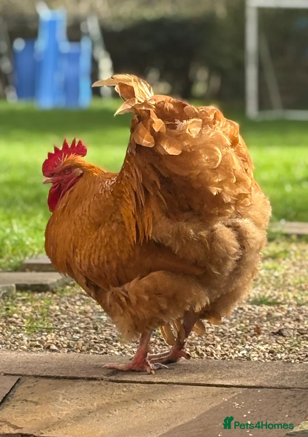 Chickens poultry for sale: Beautiful Buff Orpington Boy in Leamington Spa - Advert 1