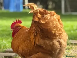 Chickens poultry Beautiful Buff Orpington Boy - Advert 1