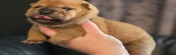 Mixed Breed dogs for sale: Chow Pei puppies - Advert 17