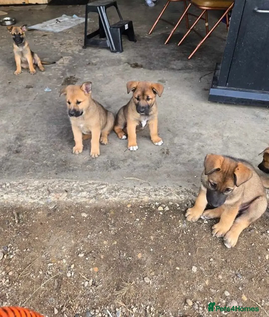 Belgian Shepherd Dog dogs for sale: Loyal Hearts & Bright Minds–Belgian Shepherds in Sheffield - Advert 2