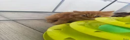 British Longhair cats for sale: Adorable British Longhair kittens - TICA registred - Advert 12