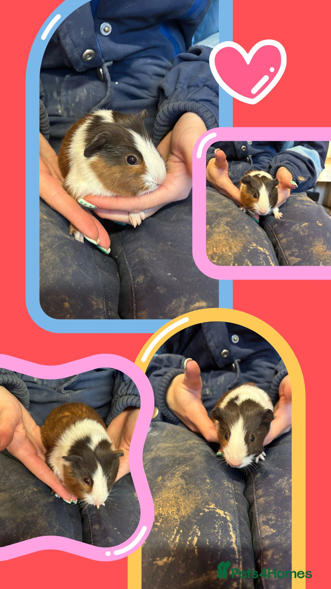 Guinea Pig rodents for sale: Guinea Pigs - Young Males & Females - Advert 2