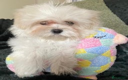 Maltipoo dogs for sale: maltipoo puppies for sale  - Image 6