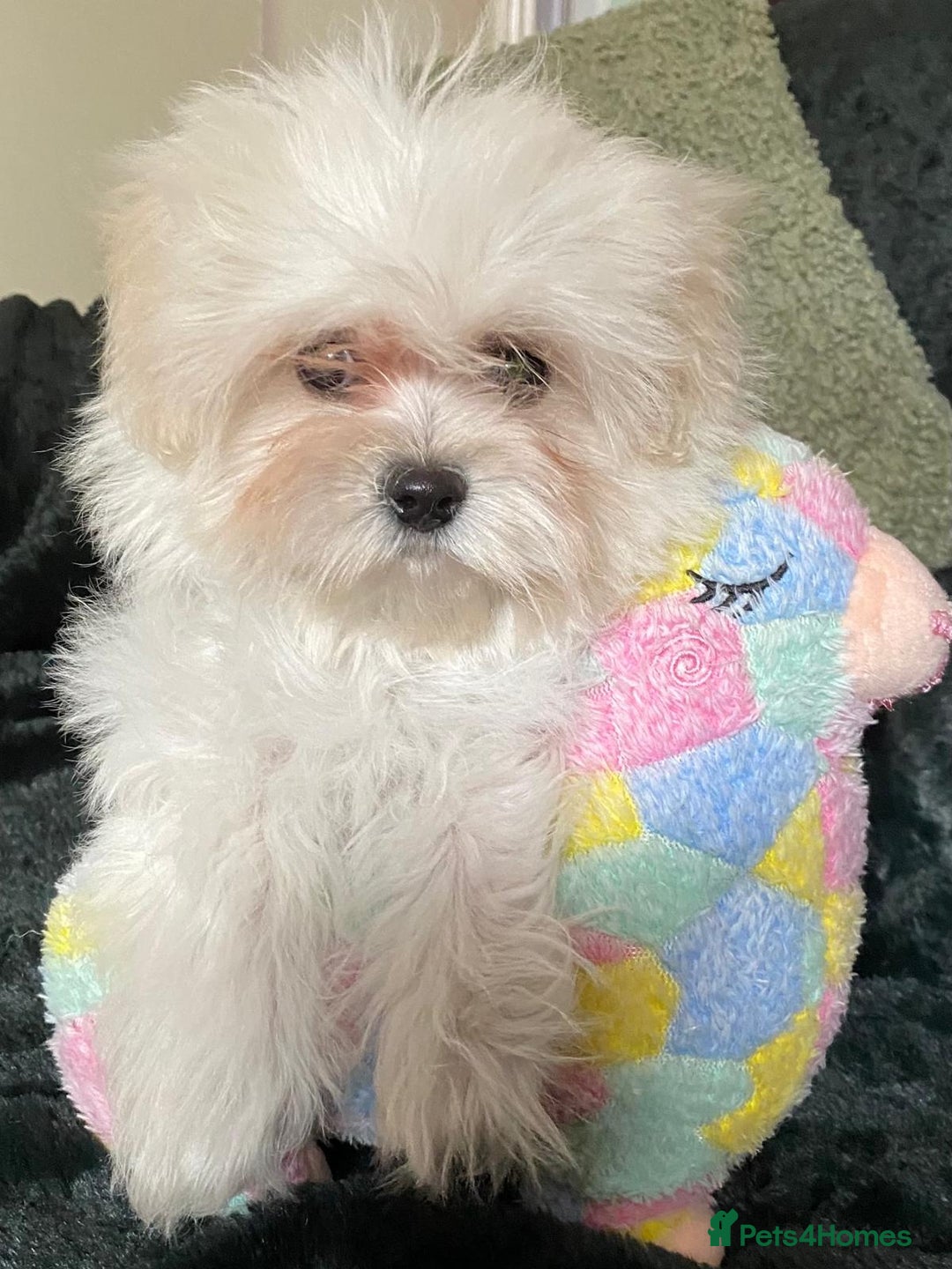 Maltipoo dogs for sale: maltipoo puppies for sale  - Image 6