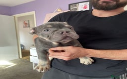 French Bulldog dogs for sale: Kc registered 12 week old French. Bulldogs  - Image 29