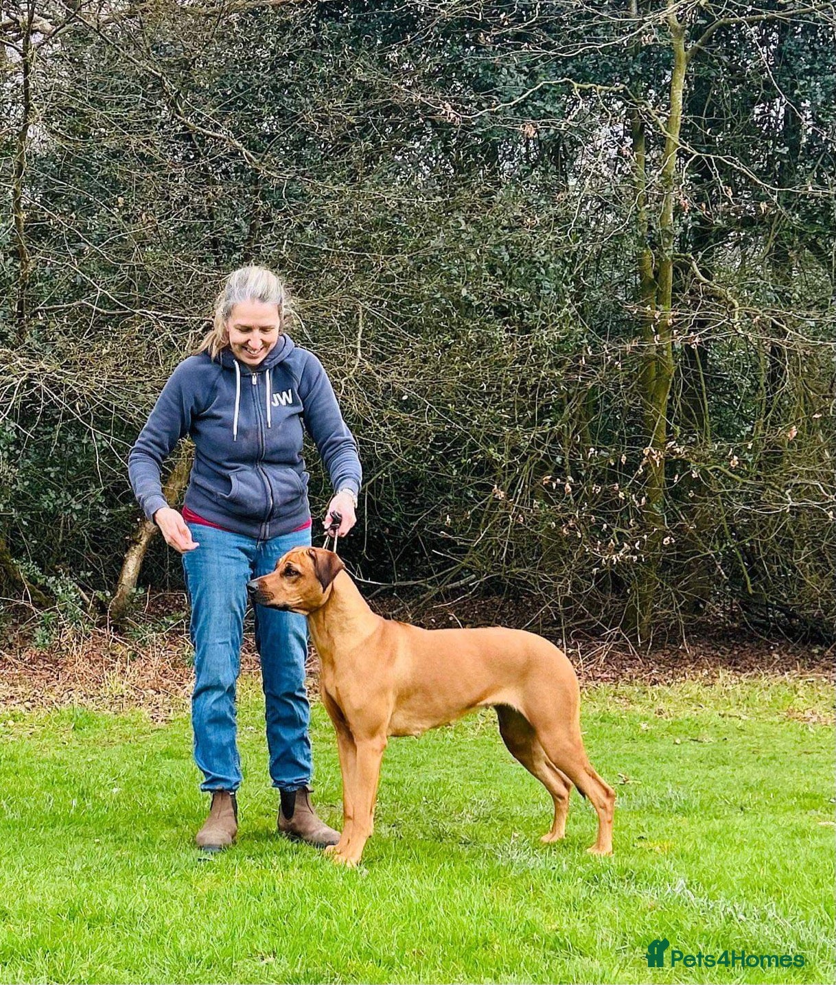 Rhodesian Ridgeback dogs for sale: Rhodesian Ridgeback puppies due 26th June 2026 in Stockbridge - Advert 14