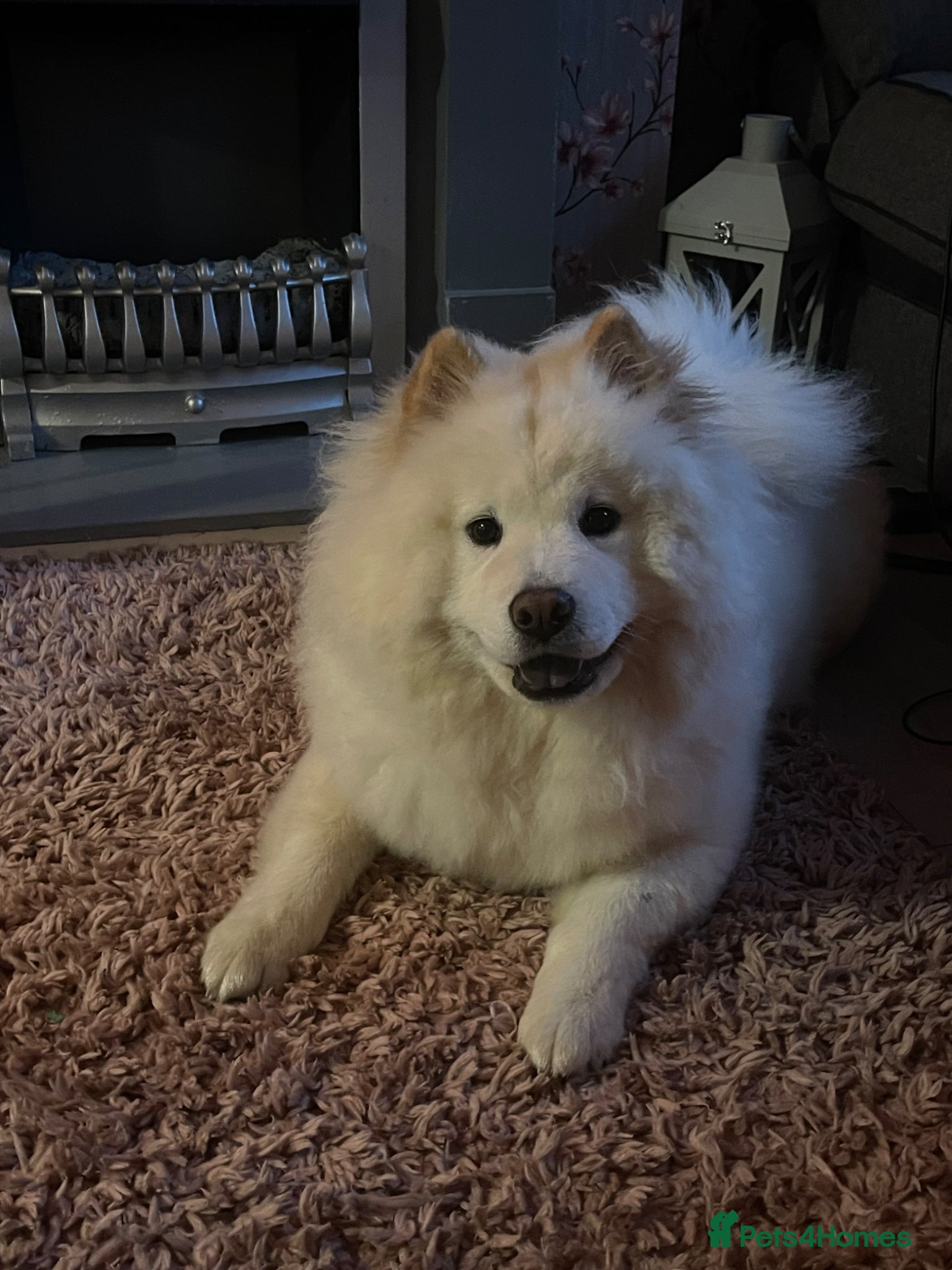 Chow Chow dogs Marnie 2 years old female - Advert 3