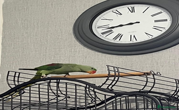 Parrots birds - Advert 8