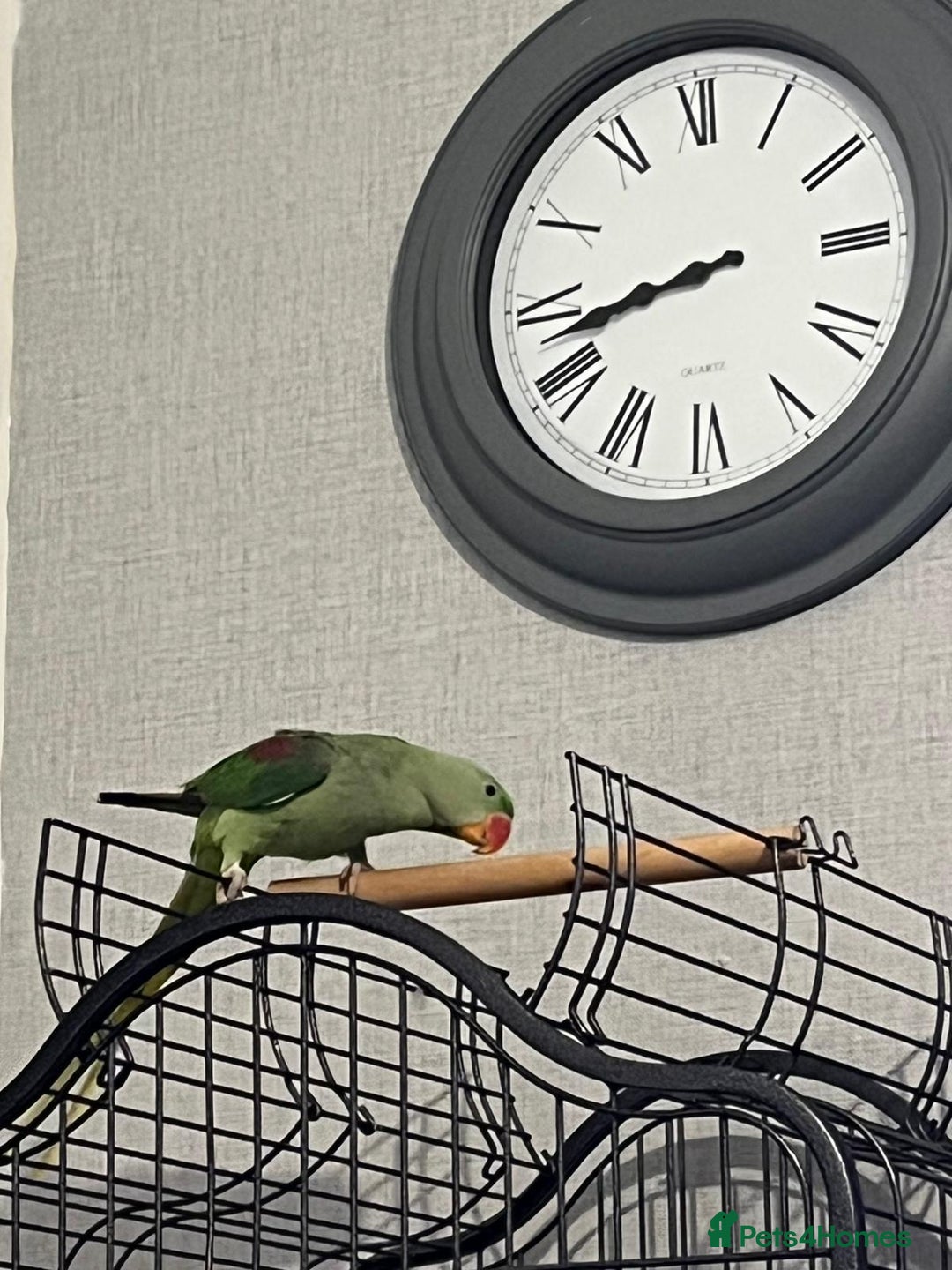 Parrots birds for sale: Alexandrine baby lovely Birds for family  - Image 3