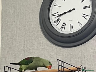 Parrots birds - Advert 18