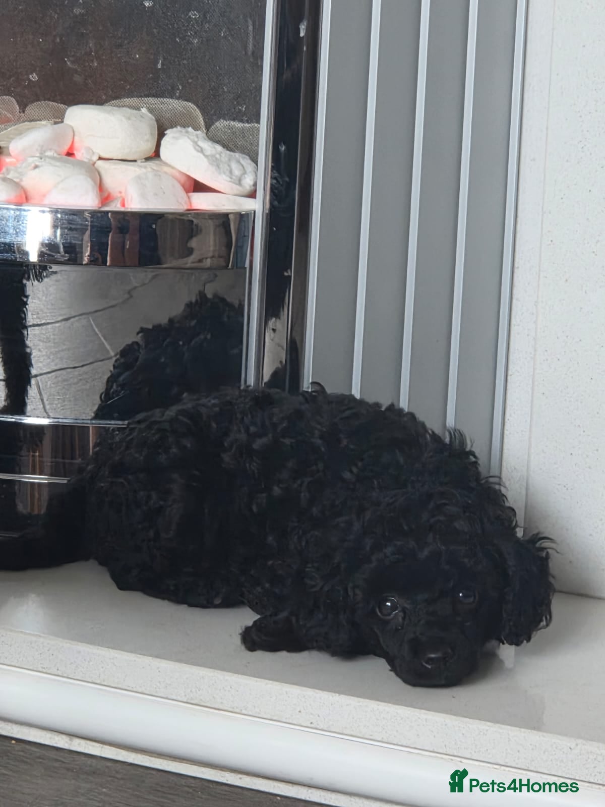 Toy Poodle dogs for sale: Gorgeous Kc Toy Poodle Puppy for Sale!  - Advert 7