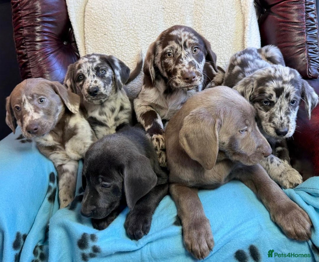 Labrador Retriever dogs for sale: Gorgeous Rare Labrador Retriever Pups  - Image 6