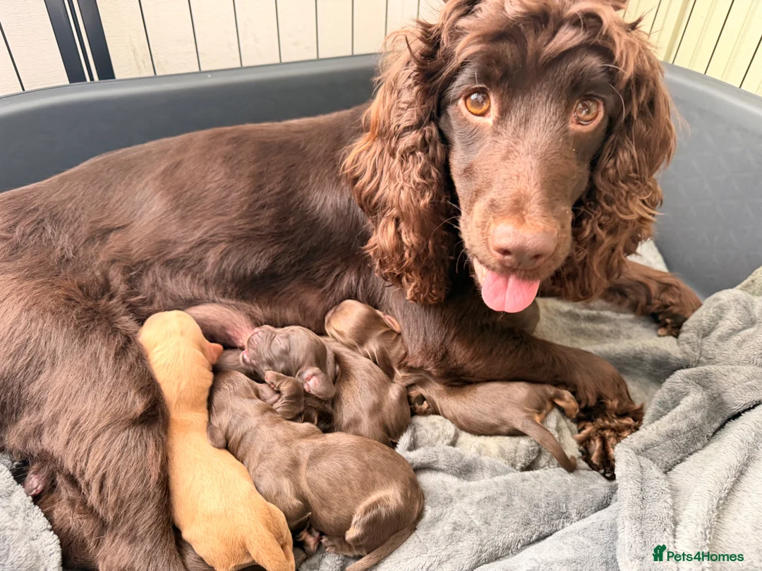 Cocker Spaniel dogs for sale: Beautiful Working Cocker Spaniels - Advert 7