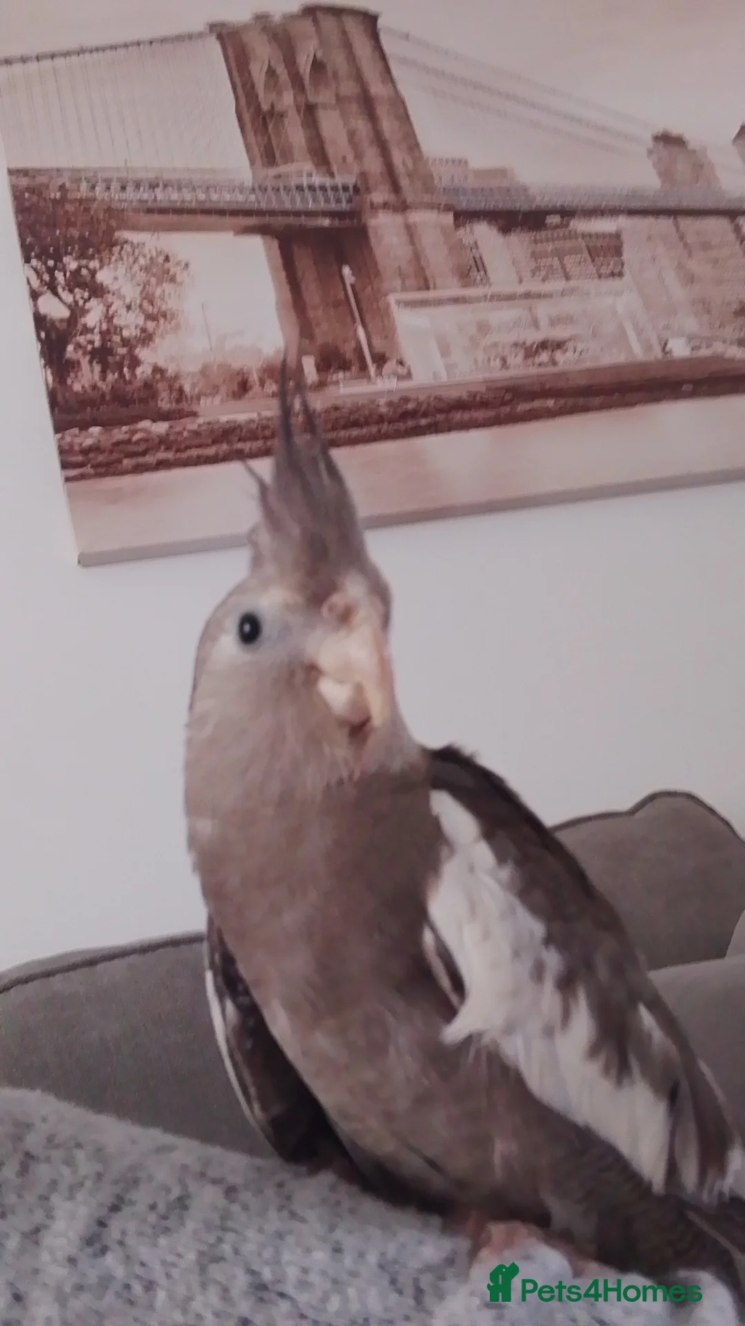 Cockatiels birds for sale: Cockateil in Pontefract - Advert 2