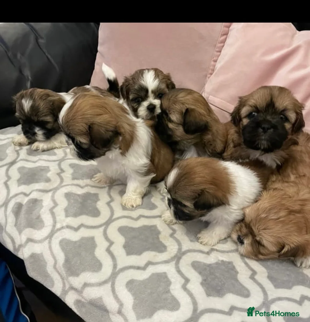 Shih Tzu dogs for stud: Shih tzu for stud in Newcastle upon Tyne - Advert 12