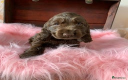 Cocker Spaniel dogs for sale: 5* LICENSED KC SHOW H/TESTED PUPPIES  - Image 11