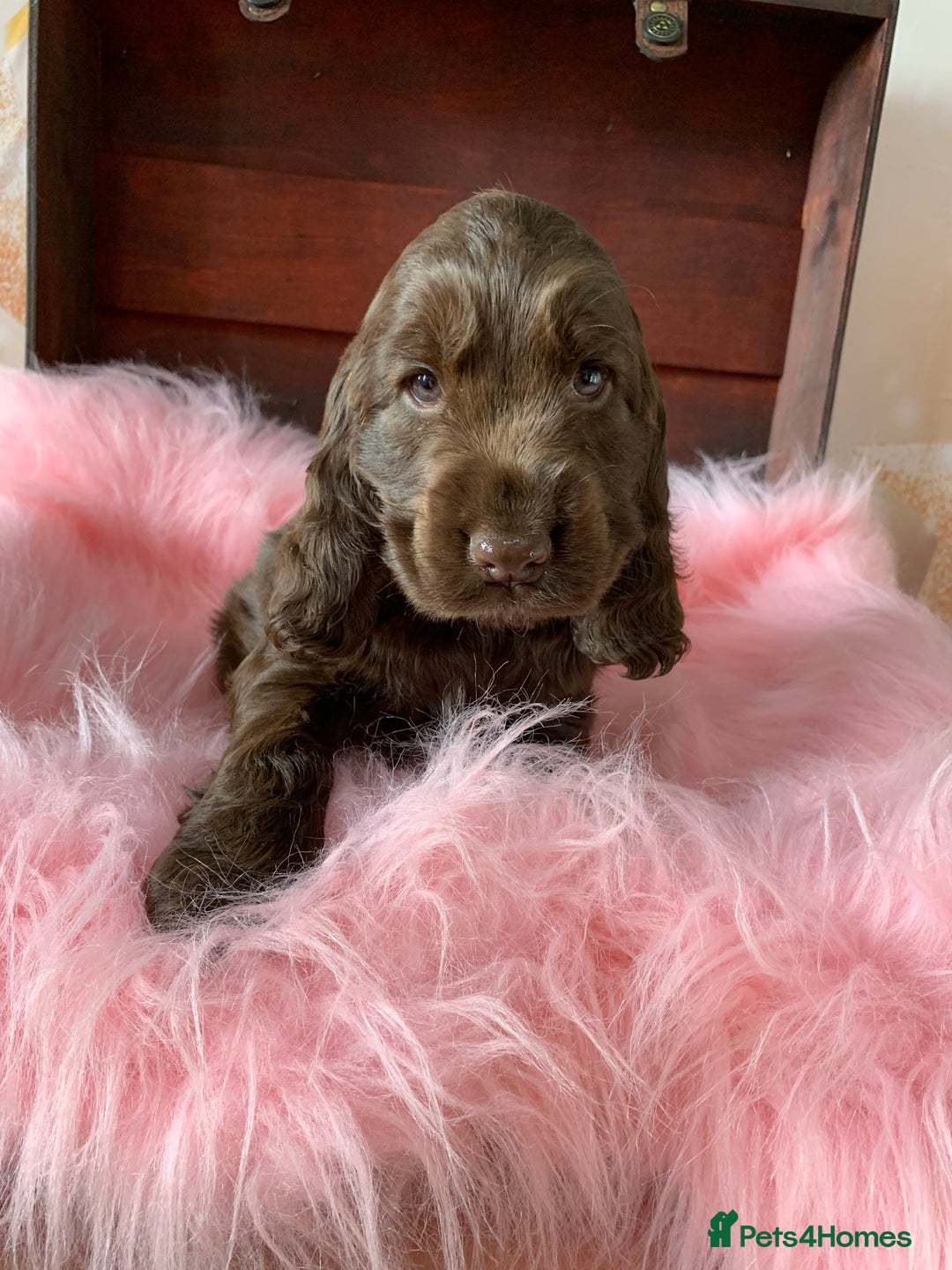 Cocker Spaniel dogs for sale: 5* LICENSED KC SHOW H/TESTED PUPPIES  - Image 11