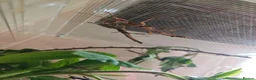 Stick Insects invertebrates for sale: Sunny Stick Insects - Advert 2