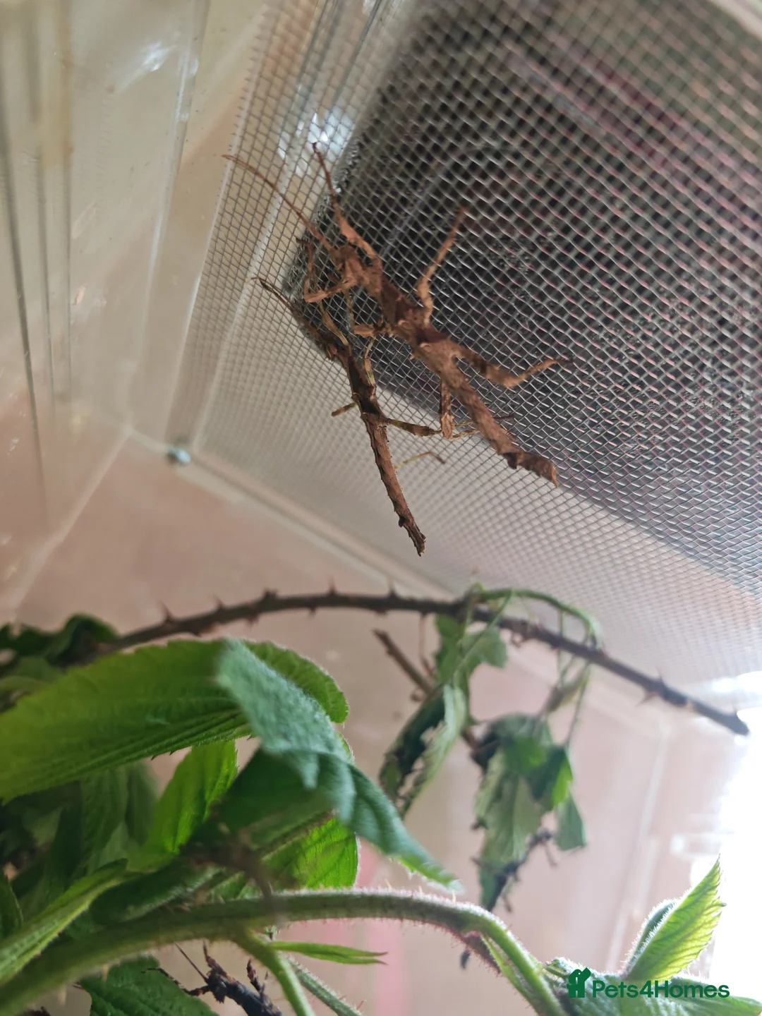 Stick Insects invertebrates for sale: Sunny Stick Insects - Advert 2