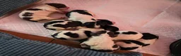 English Springer Spaniel dogs for sale: Orio and her puppies 🐶  in Towcester - Advert 14